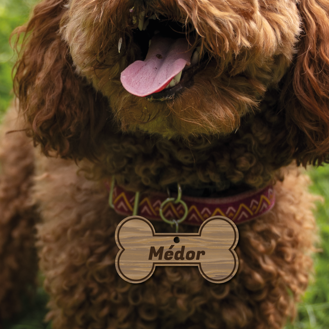 Médaille chien personnalisée en bois – Forme os ou os croqué – Gravure nom et téléphone – Médaille collier chien naturelle